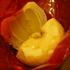 apple_baum