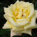 flower02110211-6.JPG