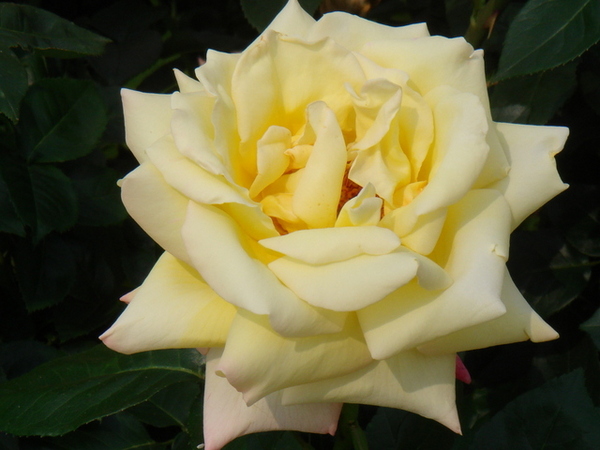 flowers#6