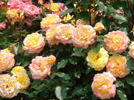 flowers#1