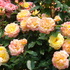 flowers#1