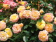 flowers#1 を拡大