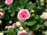 flowers#2 を拡大