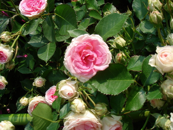 flowers#2