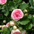 flowers#2
