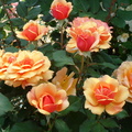 flower20110211-3.JPG