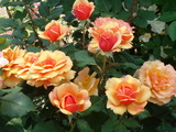 flowers#3 を拡大