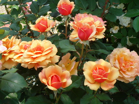 flowers#3