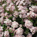 flower20110211-4.JPG