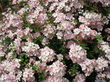 flowers#4 を拡大