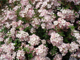 flowers#4