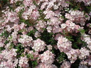 flowers#4 を拡大
