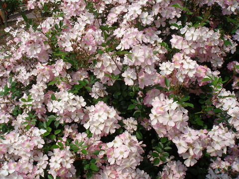 flowers#4