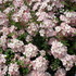 flowers#4