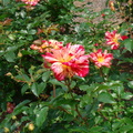 flower20110211-5.JPG