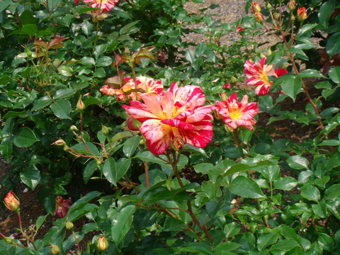 flowers#5