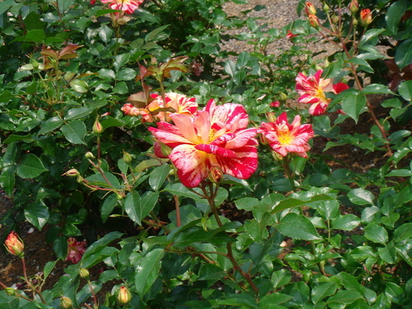 flowers#5