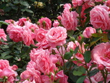 flowers#7 を拡大