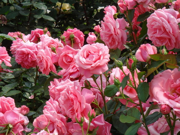 flowers#7