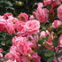 flowers#7