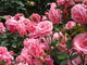 flowers#7 を拡大