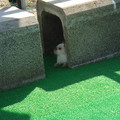 kakure20110211.JPG