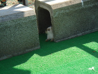 かくれんぼ を拡大
