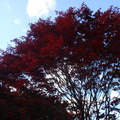 red_blue20110211.JPG