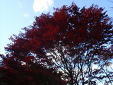 red and blue を拡大