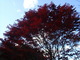 red and blue を拡大