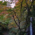 yourou20110211-1.JPG
