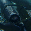 kakure20110409.JPG