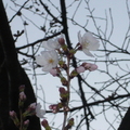 sakura20110409-1.JPG