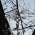 sakura#1