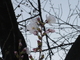 sakura#1 を拡大