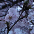 sakura20110409-2.JPG