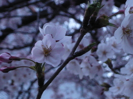 sakura#2