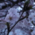 sakura#2