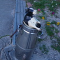 ushi20110409.JPG
