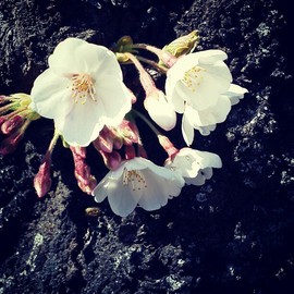 cherry