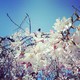 cherry blossom を拡大