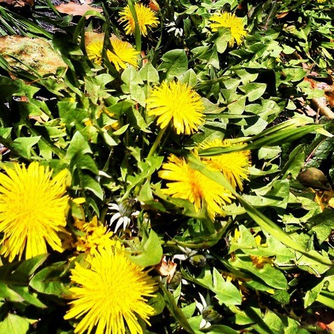 dandelion