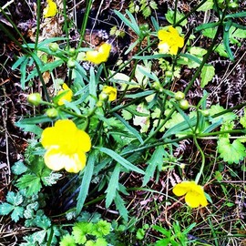 yellow