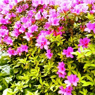 pink を拡大