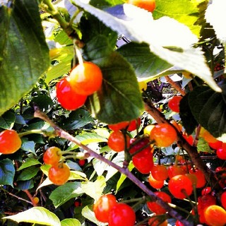 cherry を拡大