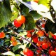 cherry を拡大