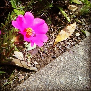 flower を拡大