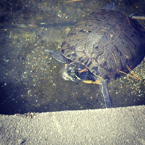 turtle