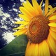sun flower を拡大