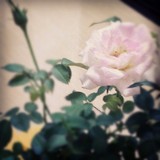 flower を拡大